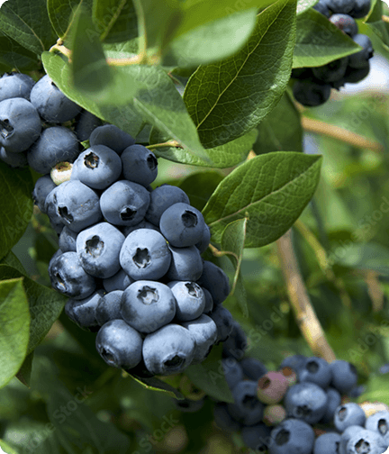 Pteroyouth® Complex